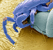 Bumblebee mite and eggs, SEM.