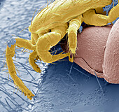 Bumblebee mite and eggs, SEM.