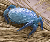 Bumblebee mite, SEM