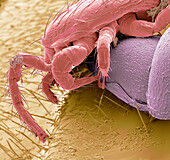 Bumblebee mite and eggs, SEM.