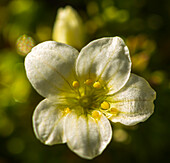 Irish saxifrage (Saxifraga rosacea) flower