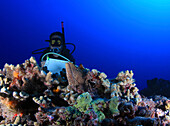 Diver observing a spotted moray eel