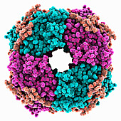 Thiamine thiazole synthase, molecular model