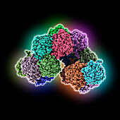 Bacterial nitrilase filament, molecular model