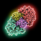 Legionella pneumophila type IV effector, molecular model