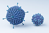 Adenovirus with adeno-associated virus, illustration