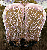 Jumping spider's fangs, SEM