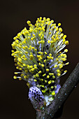 Goat willow (Salix caprea) blooming