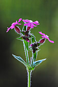 Red campion (Silene dioica) flowers