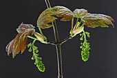 Sycamore (Acer pseudoplatanus) leaves and blossom