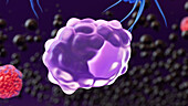 Macrophage, illustration