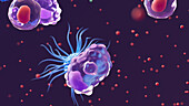 White blood cells carrying out immune response, illustration