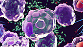 Macrophages approaching bacteria, illustration