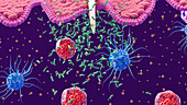 White blood cells responding to bacterial infection, illustration