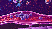 White blood cells moving to site of infection, illustration