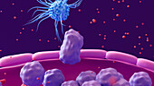 White blood cell leaving a blood vessel at site of infection, illustration