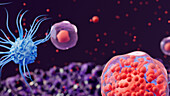 White blood cells and cytokines, illustration