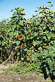 Sonnenblumenfeld mit gelben und roten Blüten unter blauem Himmel