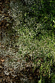 Schleierkraut (Gypsophila) im Sommergarten