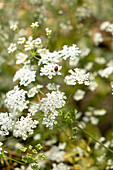 Marienkäfer auf Blütendolden im Sommergarten