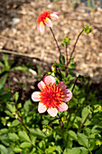 Dahlie (Dahlia) im Gartenbeet im Sonnenlicht