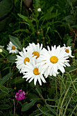 Margeriten im sommerlichen Garten