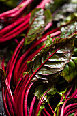 Red-stemmed chard leaves