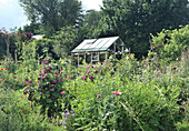 Gewächshaus im üppig blühenden Sommergarten