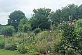 Üppiger Sommergarten mit blühenden Rosen und Wildblumen