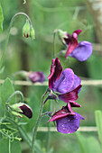 Duftende Edelwicke im Sommergarten