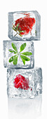 Ice cubes with enclosed berries and woodruff