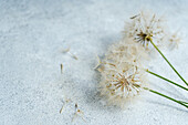 Faded dandelion flowers on a grey concrete background