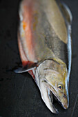 Arctic char