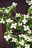 Cornus kousa National