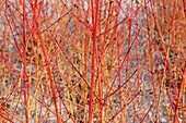 Cornus sanguinea Midwinter Fire