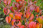 Cornus kousa Wietings Select