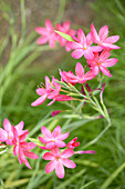 Hesperantha coccinea Mrs Hegarty