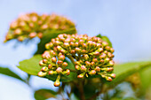 Großblumiger Duft-Schneeball (Viburnum carlcephalum) mit Blütenknospen, Portrait