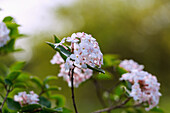 Blüten des Judds Schneeball (Viburnum x juddii Rehder)