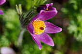 Blüte der Gewöhnlichen Küchenschelle (Pulsatilla vulgaris, Kuhschelle), Portrait