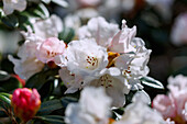 Blühender Rhododendron (yakusimanum x tsariense), Portrait