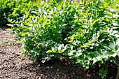 Liebstöckel (Levisticum officinale, Maggikraut, Garten-Liebstöckel) im Kräuterbeet