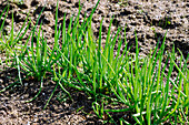 Winterzwiebel (Allium fistulosum), Frühlingszwiebel, Frühzwiebel, Lauchzwiebel, Jungzwiebel, Frühlingslauch,  Schnittzwiebel im Gartenbeet