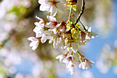 Blühende Zwerg-Kirsche (Prunus lannesiana E. H. Wilson var. speciosa), Blütenzweig