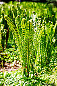 Borstiger Schildfarn (Polystichum setiferum), Grannen-Schildfarn, Farnwedel beim Ausrollen im Garten