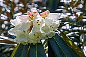 Blühender Rhododendron 'Basilicum', Blütenportrait