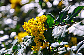 blühende Gewöhnliche Mahonie (Mahonia aquifolium, Stechdornblättrige Mahonie), Berberitze