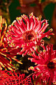 Red chrysanthemums (Chrysanthemum) in full bloom