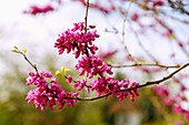 Blühender Chinesischer Judasbaum (Cercis chinesis Bunge, Chinesische Rotknospe)