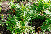 Echter Baldrian (Valeriana officinalis, Arzneibaldrian, Echter Arznei-Baldrian, Großer Baldrian ) im Kräuterbeet
